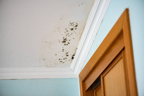 Best Mold Removal Company Near Me  in Crestwood, MO