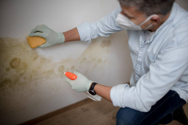 Best Residential Mold Removal  in Crestwood, MO