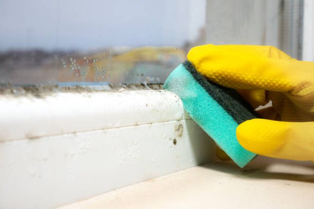 Best Affordable Mold Removal  in Crestwood, MO