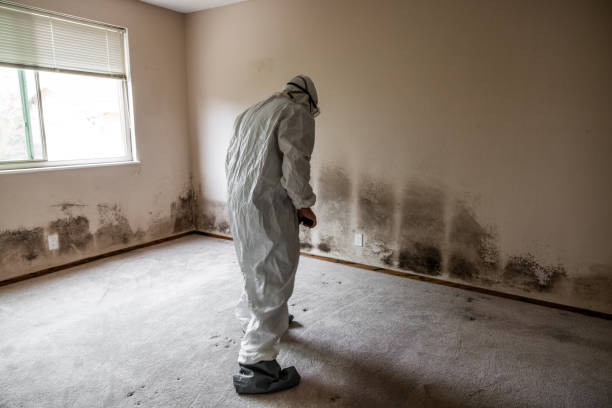 Trusted Crestwood, MO Mold Removal Experts