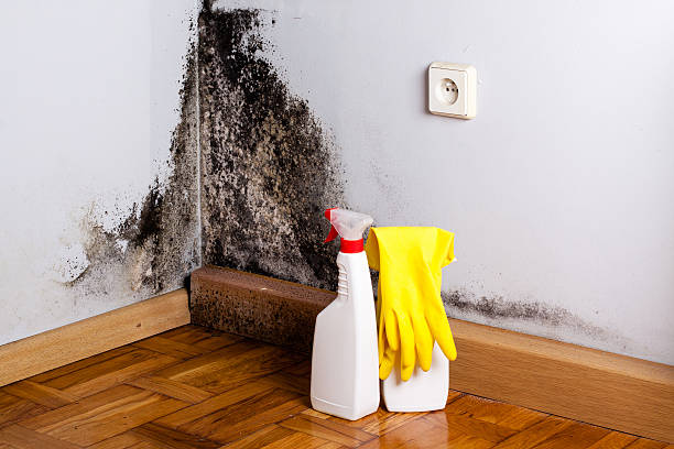 Best Fast Mold Removal  in Crestwood, MO
