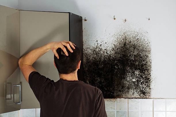 Best Local Mold Removal Service  in Crestwood, MO